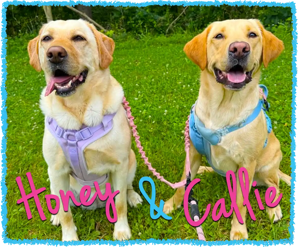 Two yellow labs dog walking in Mount Pleasant