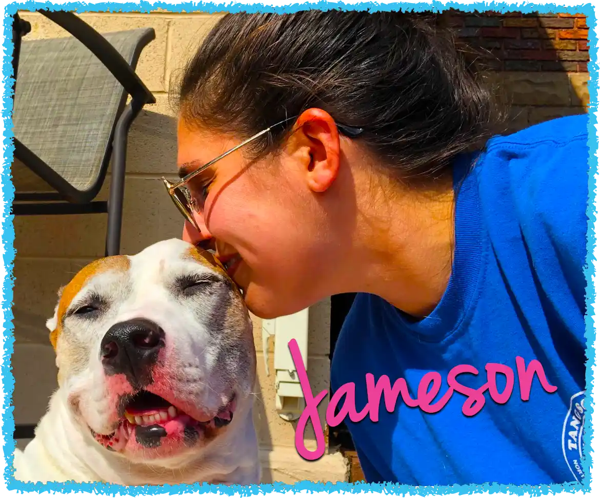 Jameson the Pitbull getting kissed by his Pet Nanny
