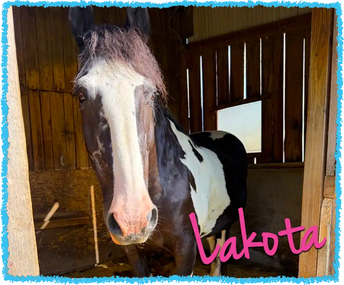 Lakota in the barn