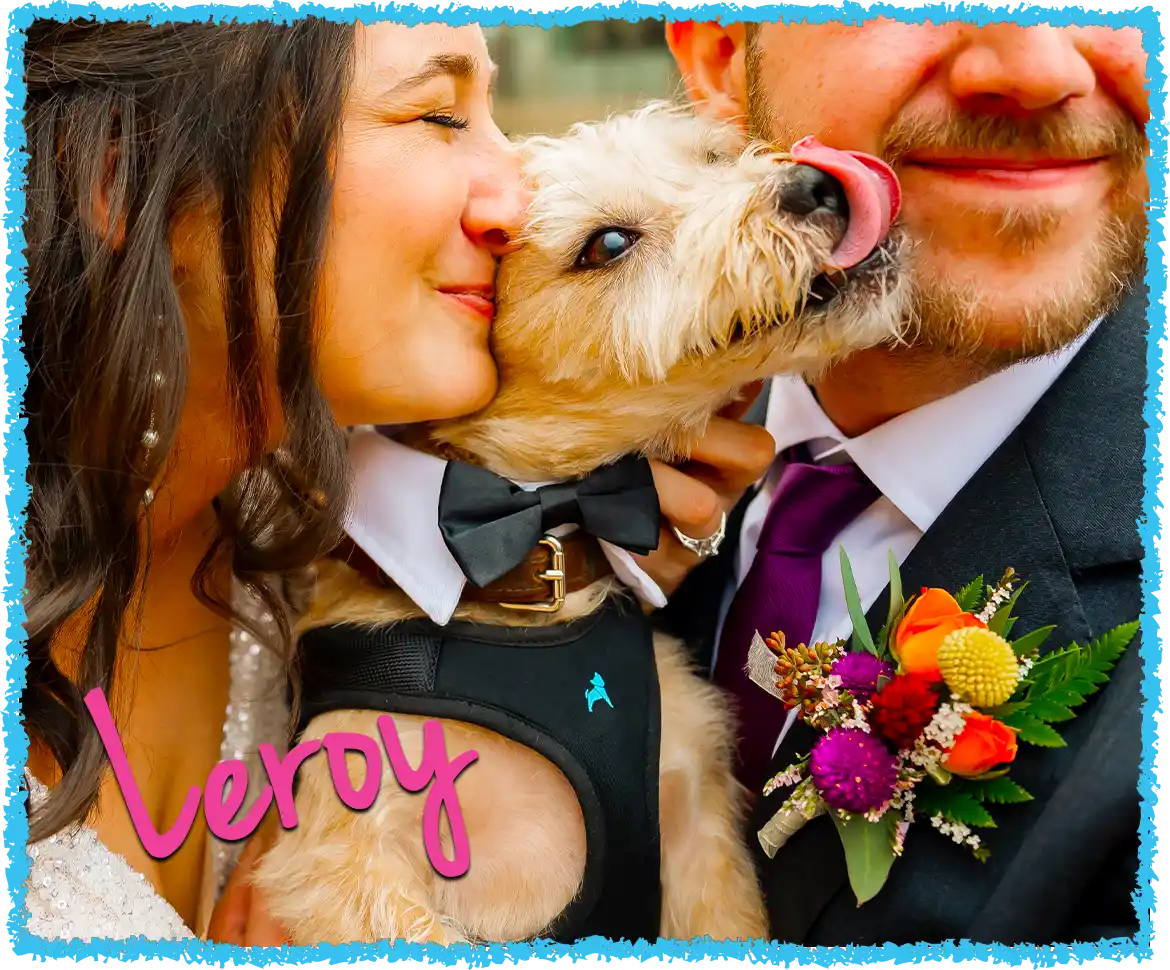 Small dog kissing bride and groom
