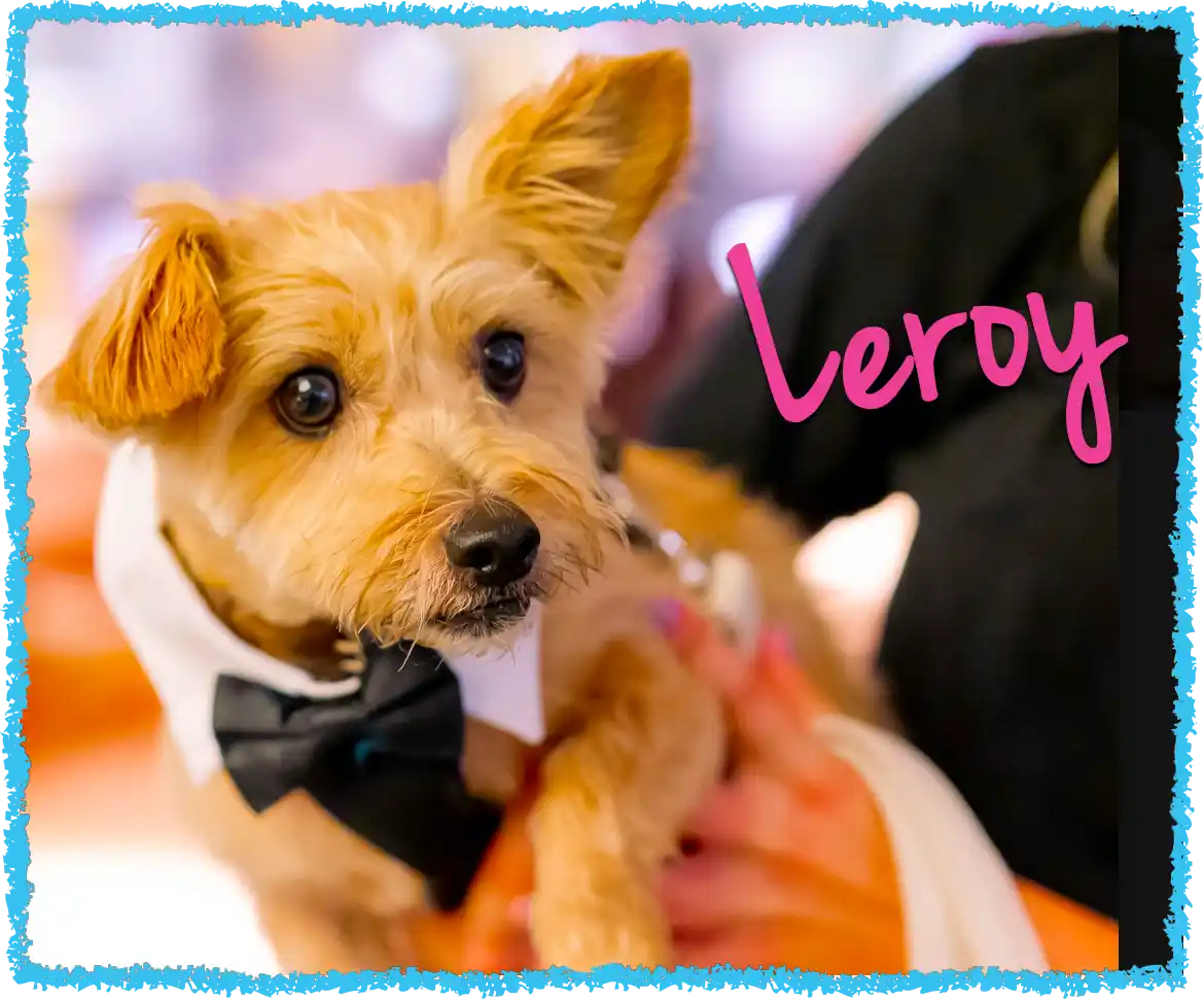 Greensburg dog wedding with Leroy in a bow tie