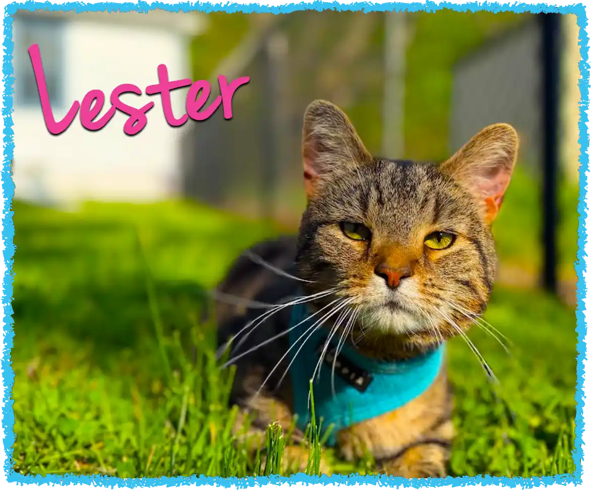 Tabby cat wearing a harness in the grass