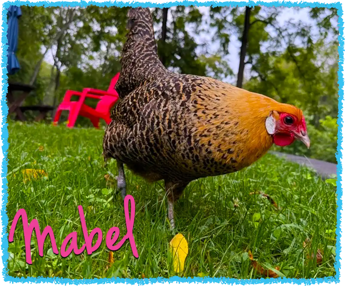 Mabel chicken pecking the grass