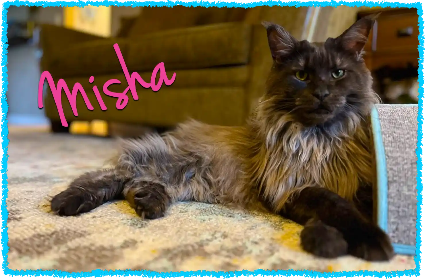 Misha enjoying his Greensburg cat sitting visits