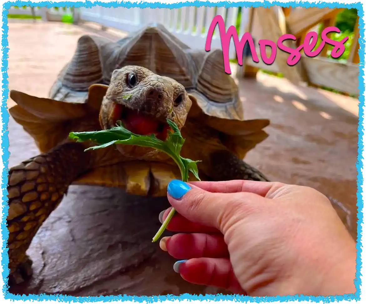 Turtle being fed lettuce by pet sitter