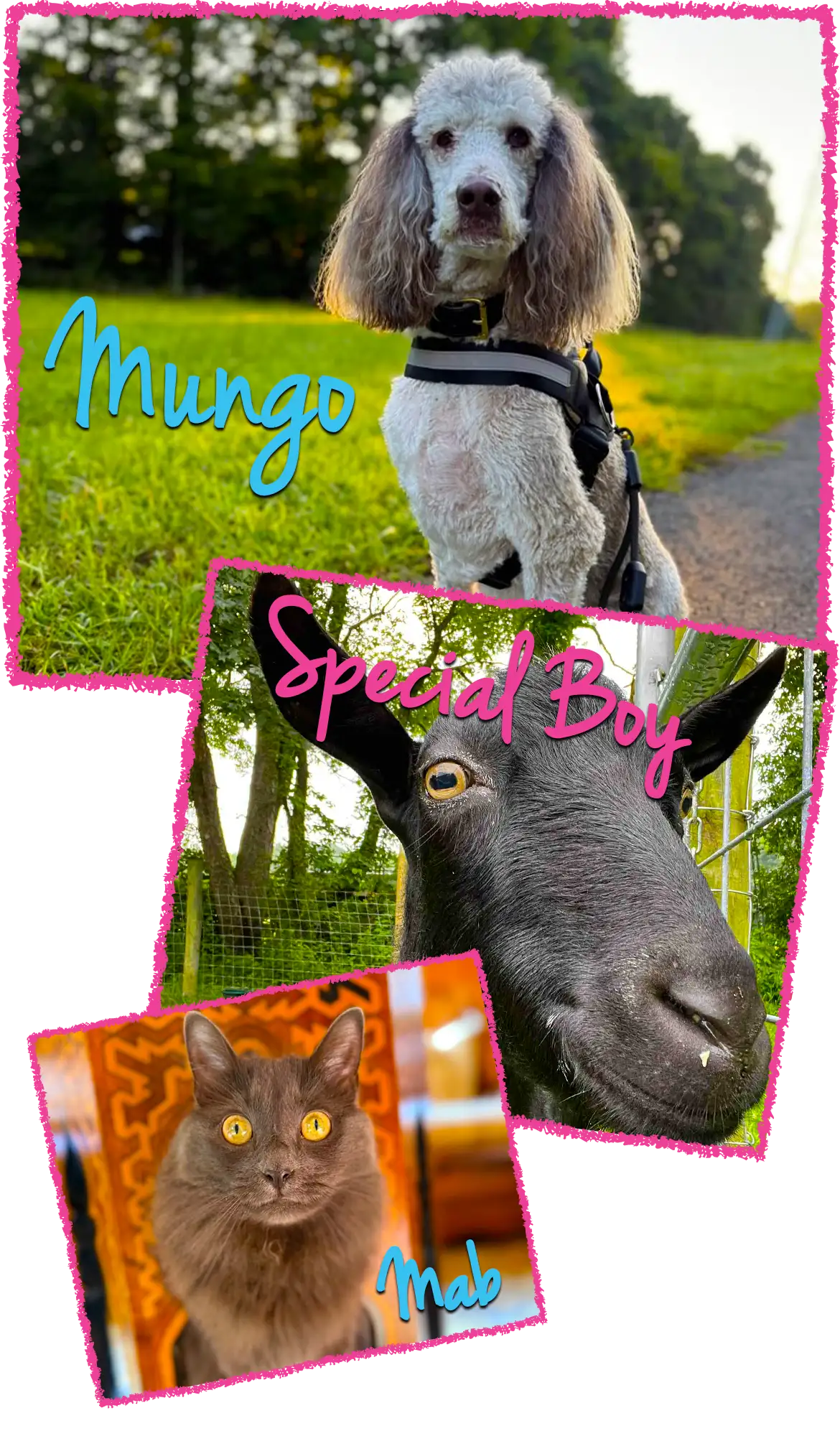 Mungo prefers pet sitting over dog boarding any day!