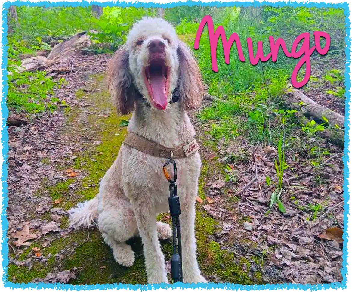 Poodle Mungo on a dog hike in Greensburg