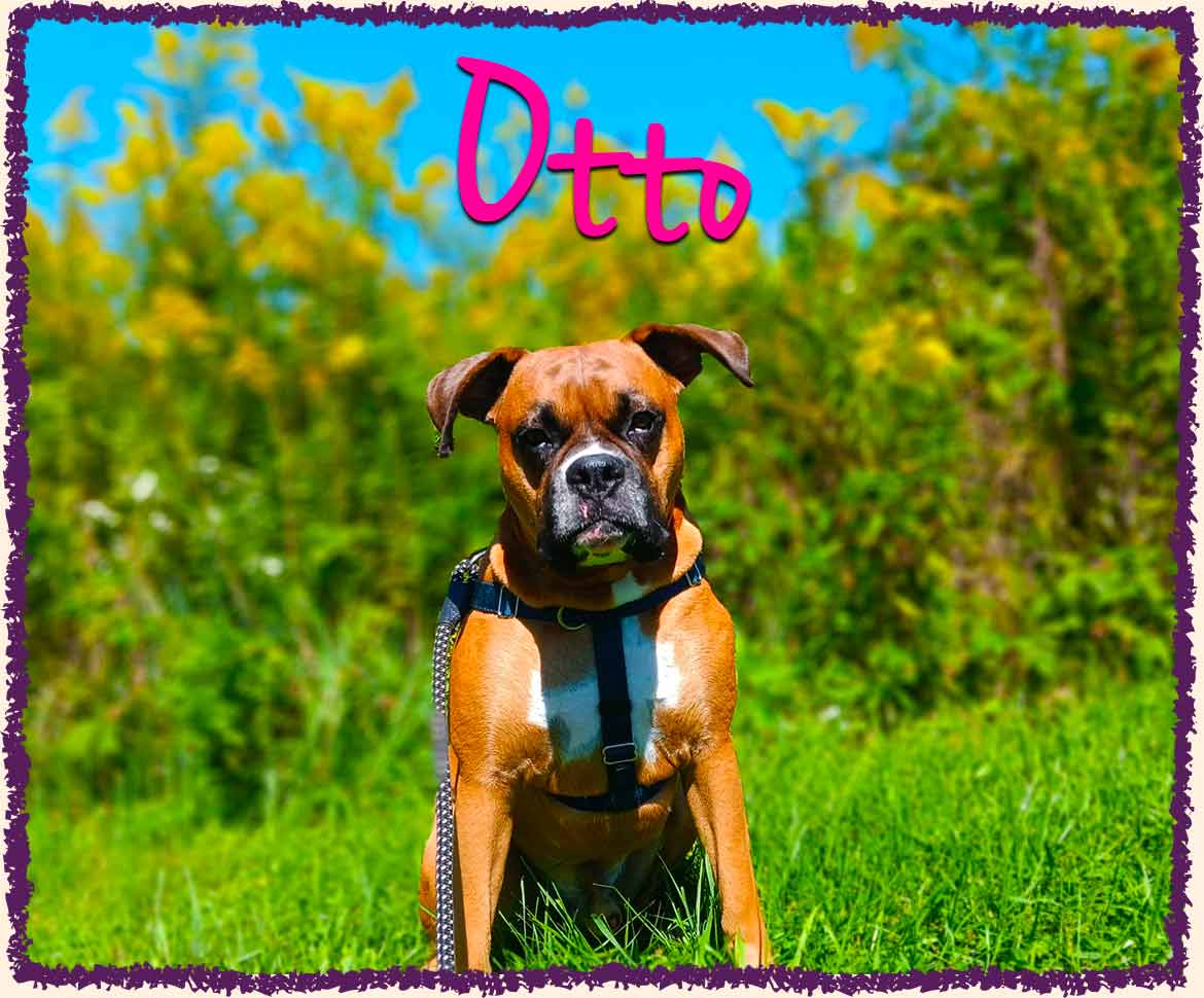 Otto the dog posing in green grass