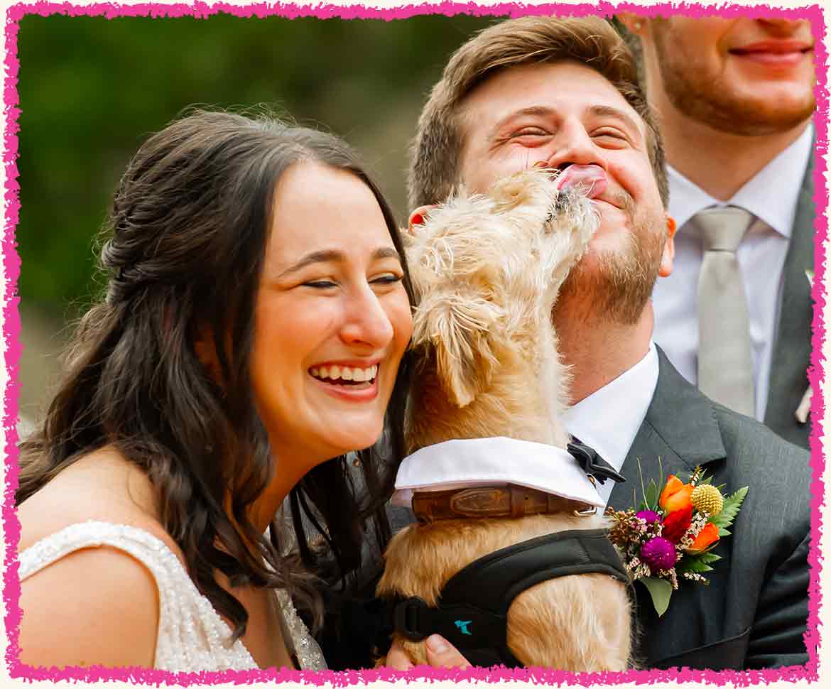 Dog kissing the bride and groom