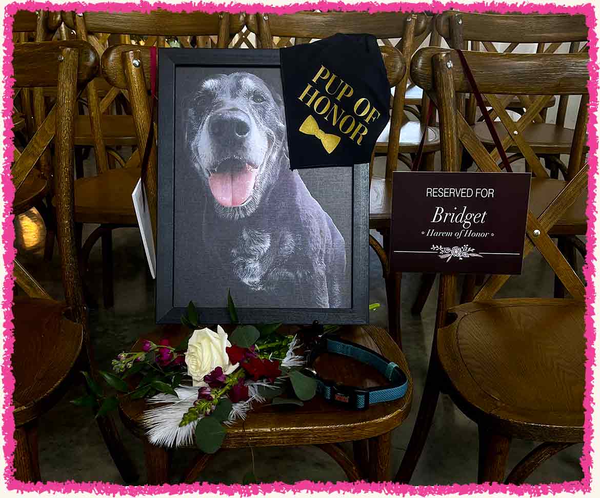 Black lab dog part in wedding