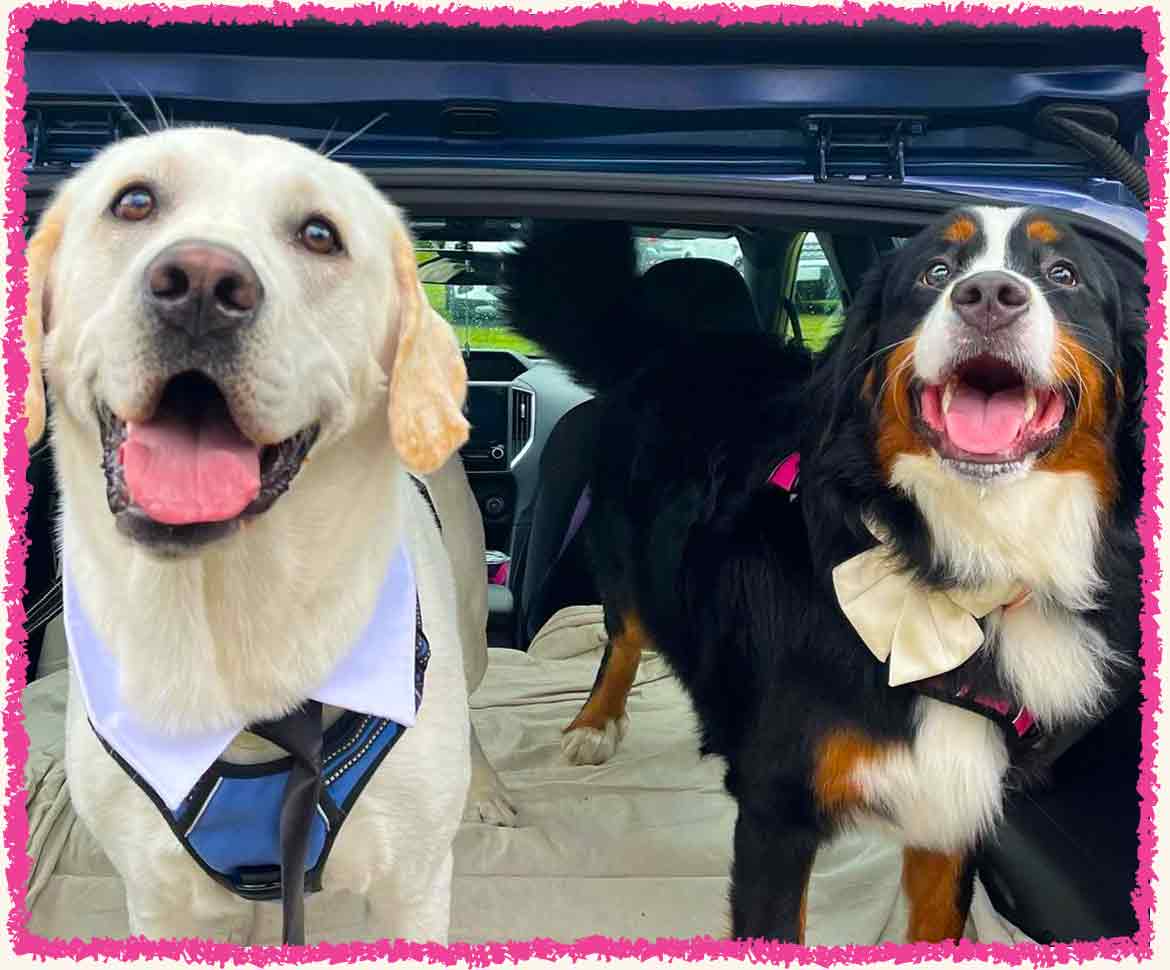 Two dogs dressed for a wedding in a car