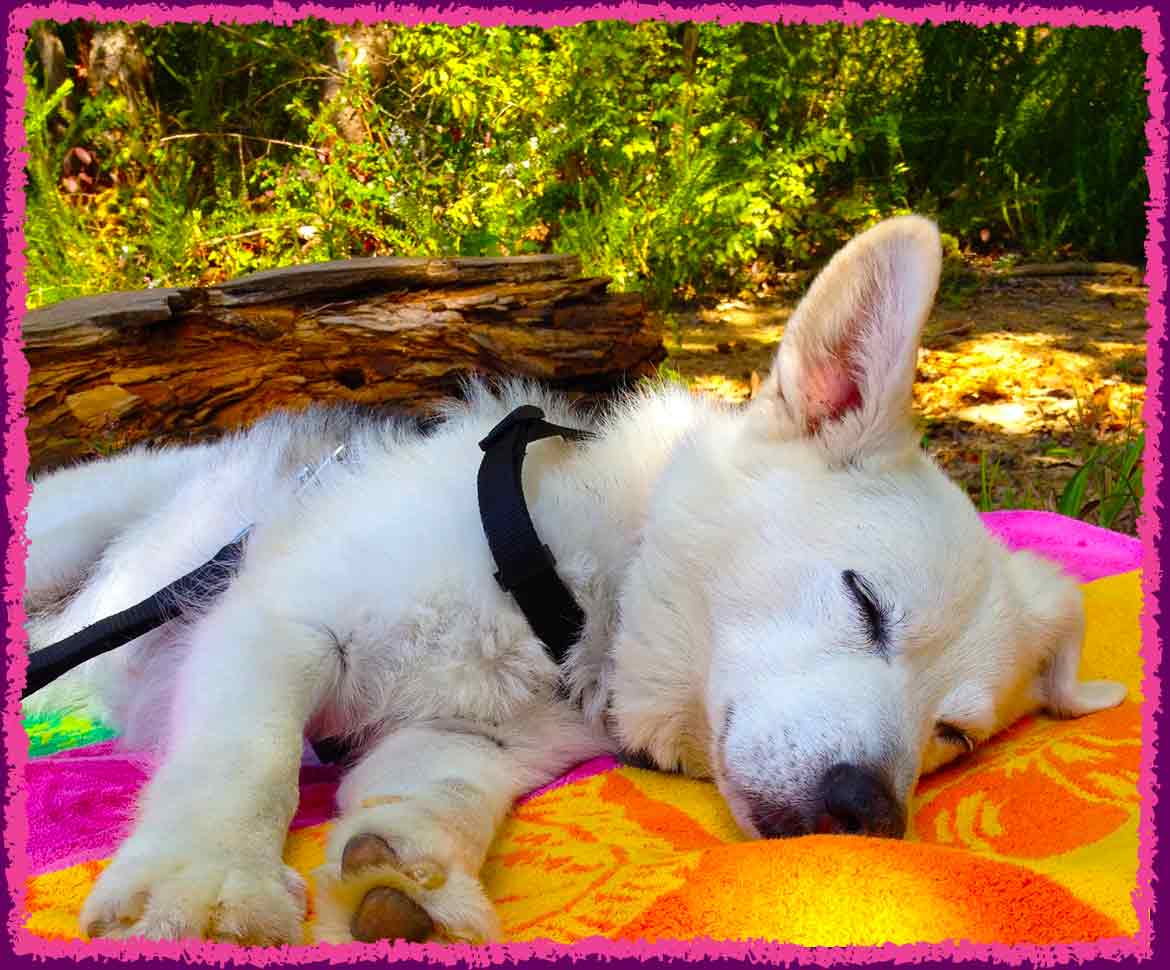 Ren napping in the sun on dog vacation