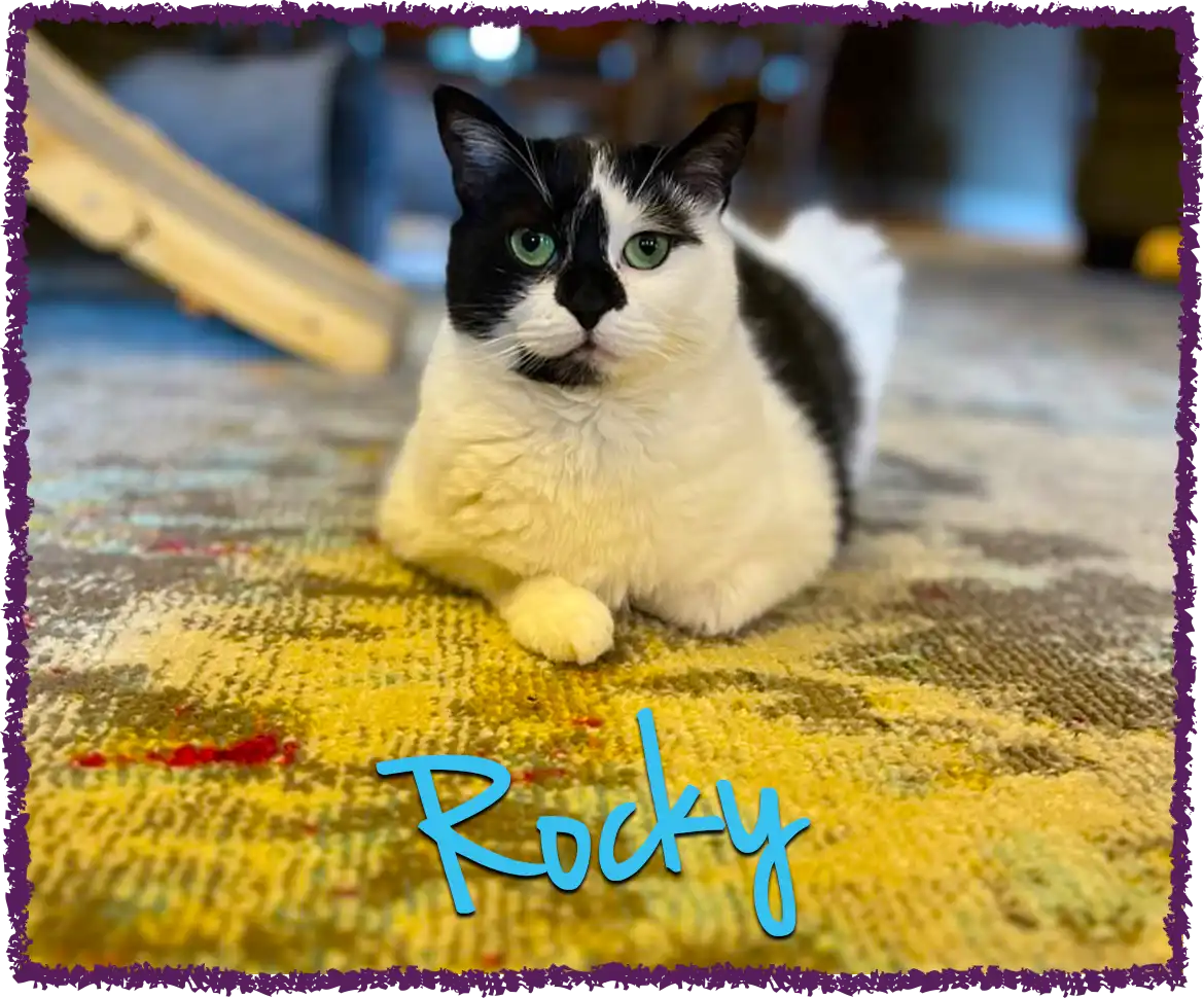 Black and white cat boarding at home