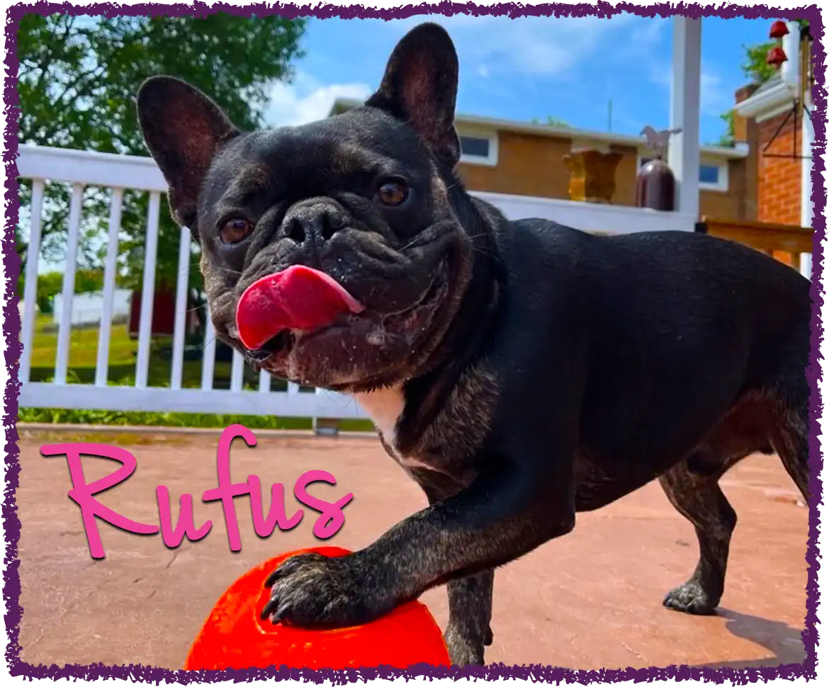 Rufus playing ball