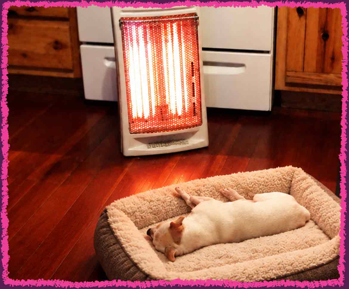 Scoops the Chihuahua sleeping in front of a heater on vacation