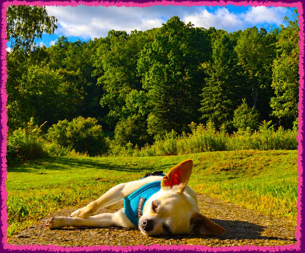 Scoops the Chihuahua sleeping in the sun on his vacation for dogs
