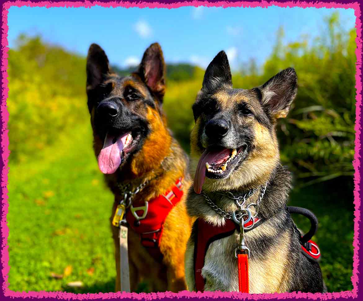 Two dogs in a sunny field on dog vacations in Westmoreland County PA