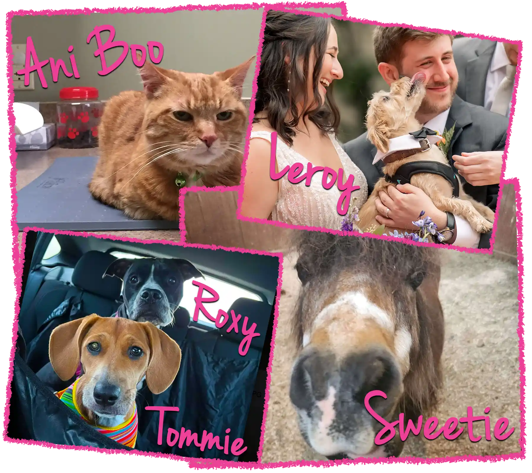 Specialty Pet Care Westmoreland County