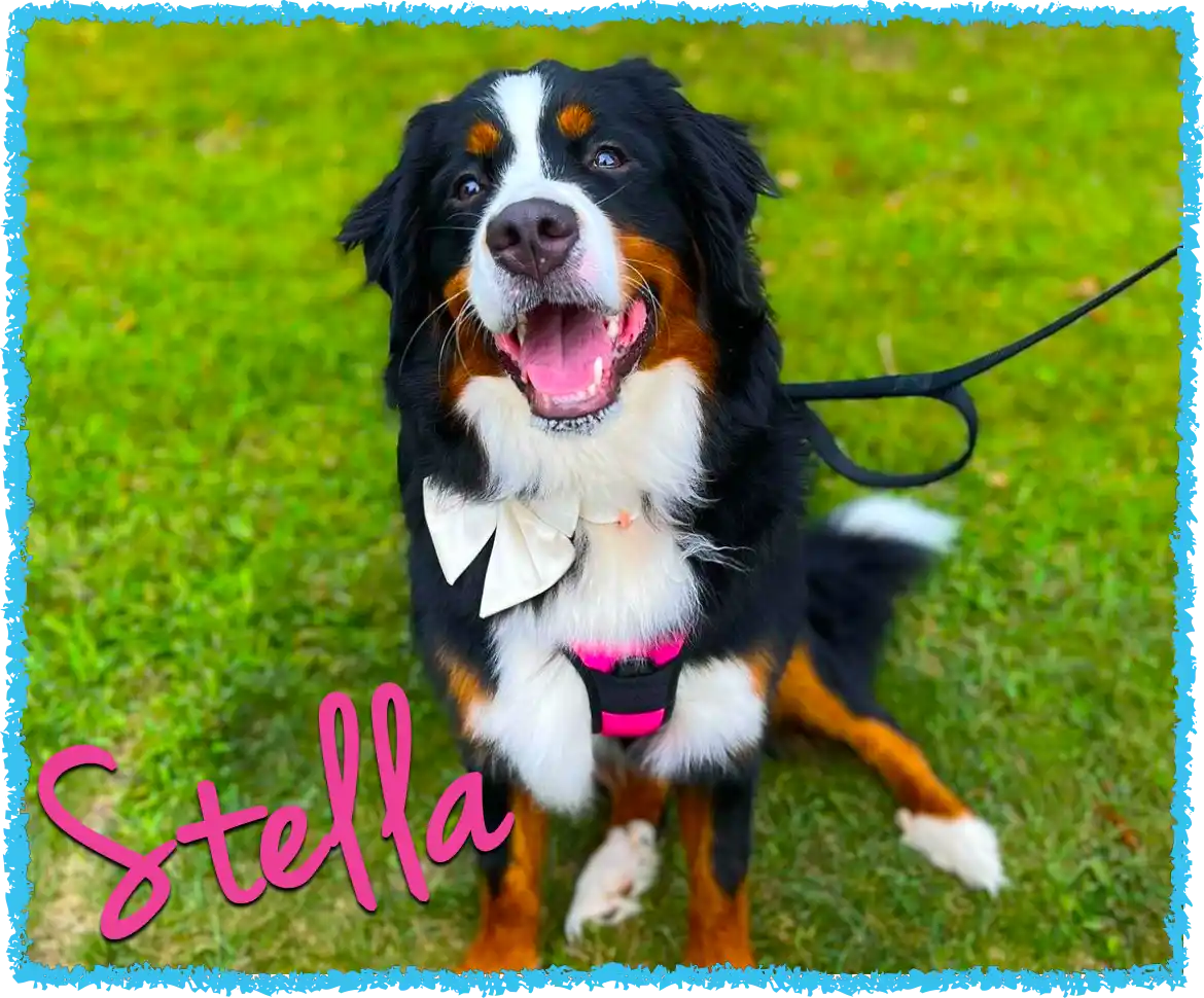 Weddings with dogs in Pittsburgh with Stella