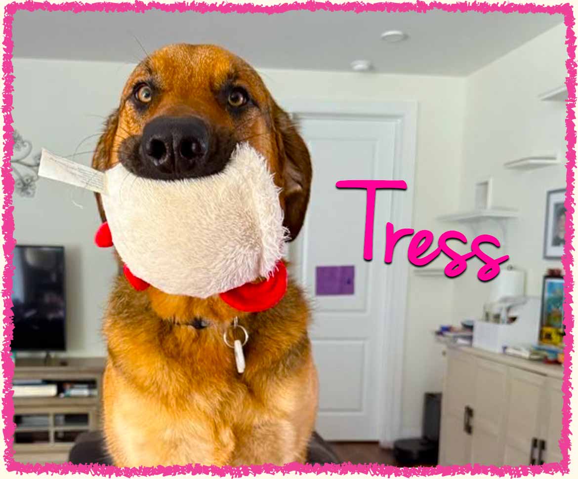 Tress posing for her Greensburg dog sitters with a toy in her mouth