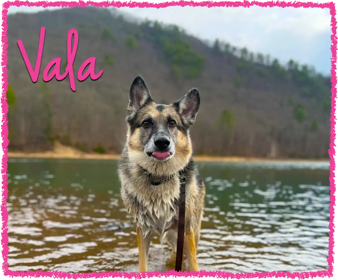 Vala swimming on the ultimate dog vacation