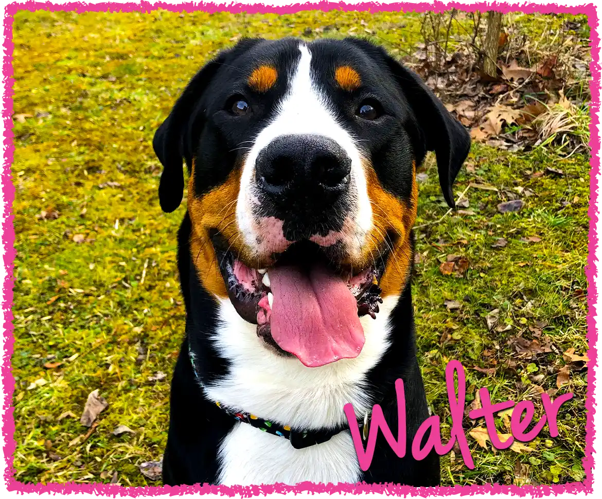 Walter on a big Westmoreland county dog adventure