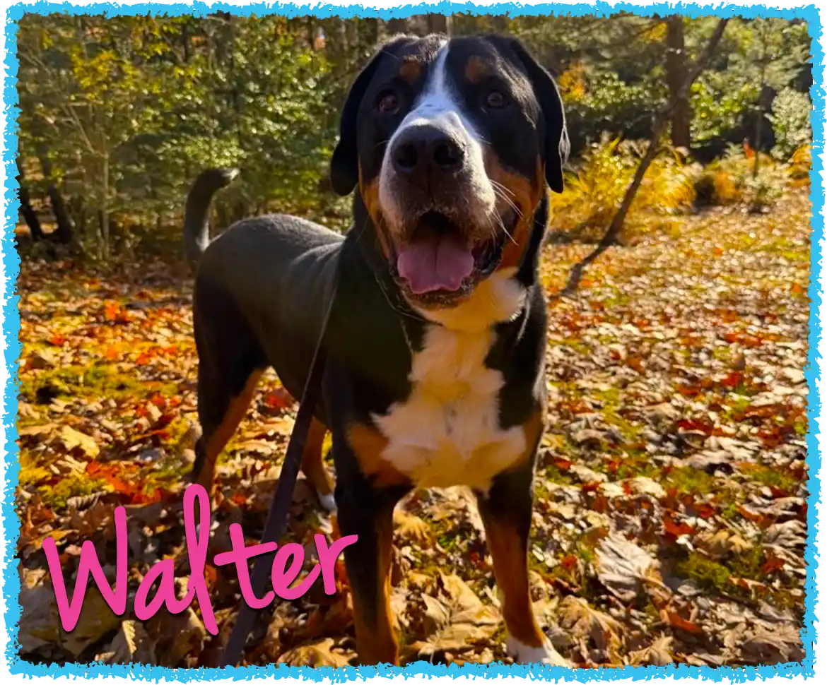 Dog hikes in Westmoreland county