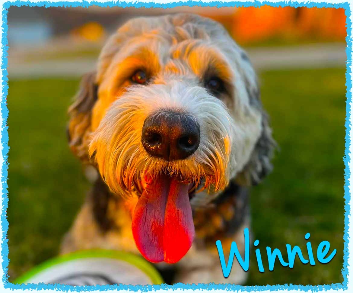 Winnie fluffy dog playing frisbee with the best pet sitters in Greensburg PA!