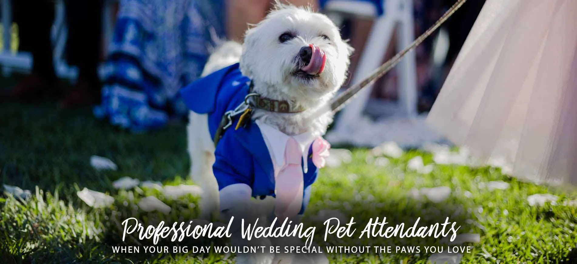 PIttsburgh Wedding Pet Attendants serving Westmoreland and Greensburg